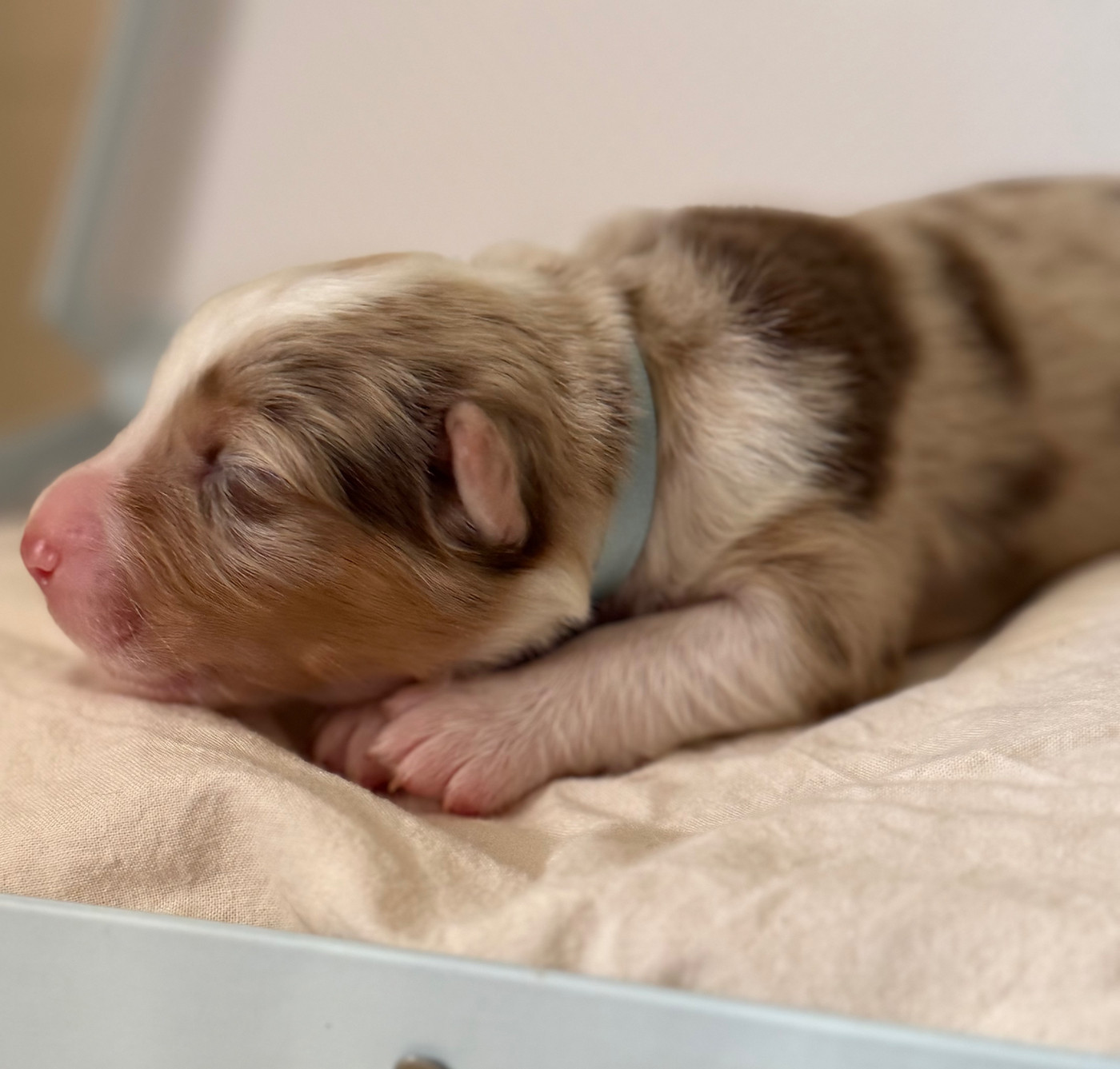 I Pasturelli Di L Anca Torta - Chiots disponibles - Berger Australien