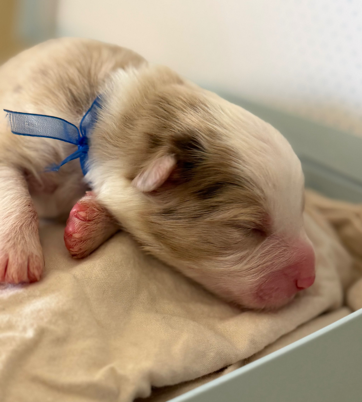 I Pasturelli Di L Anca Torta - Chiots disponibles - Berger Australien