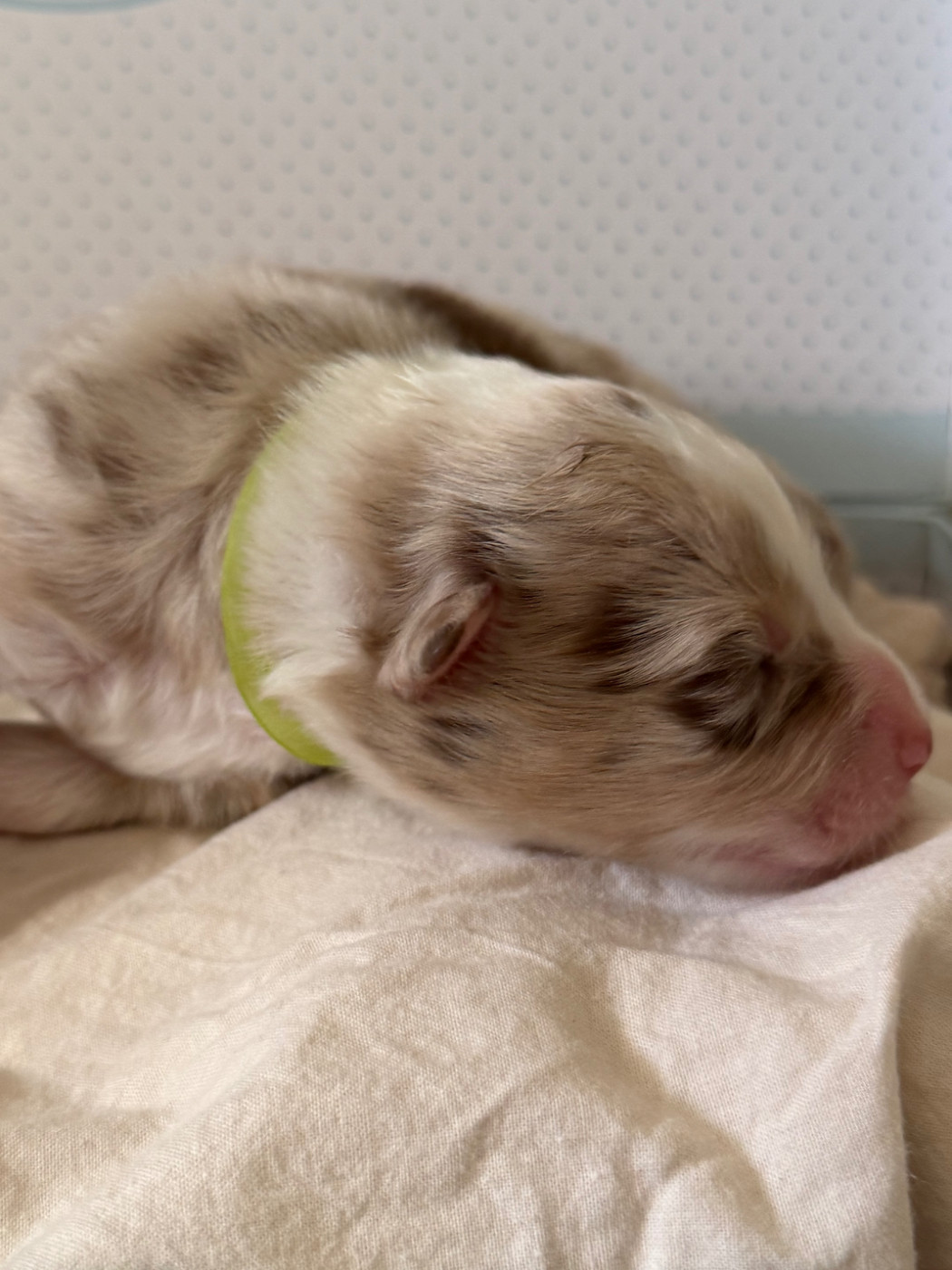 I Pasturelli Di L Anca Torta - Chiots disponibles - Berger Australien