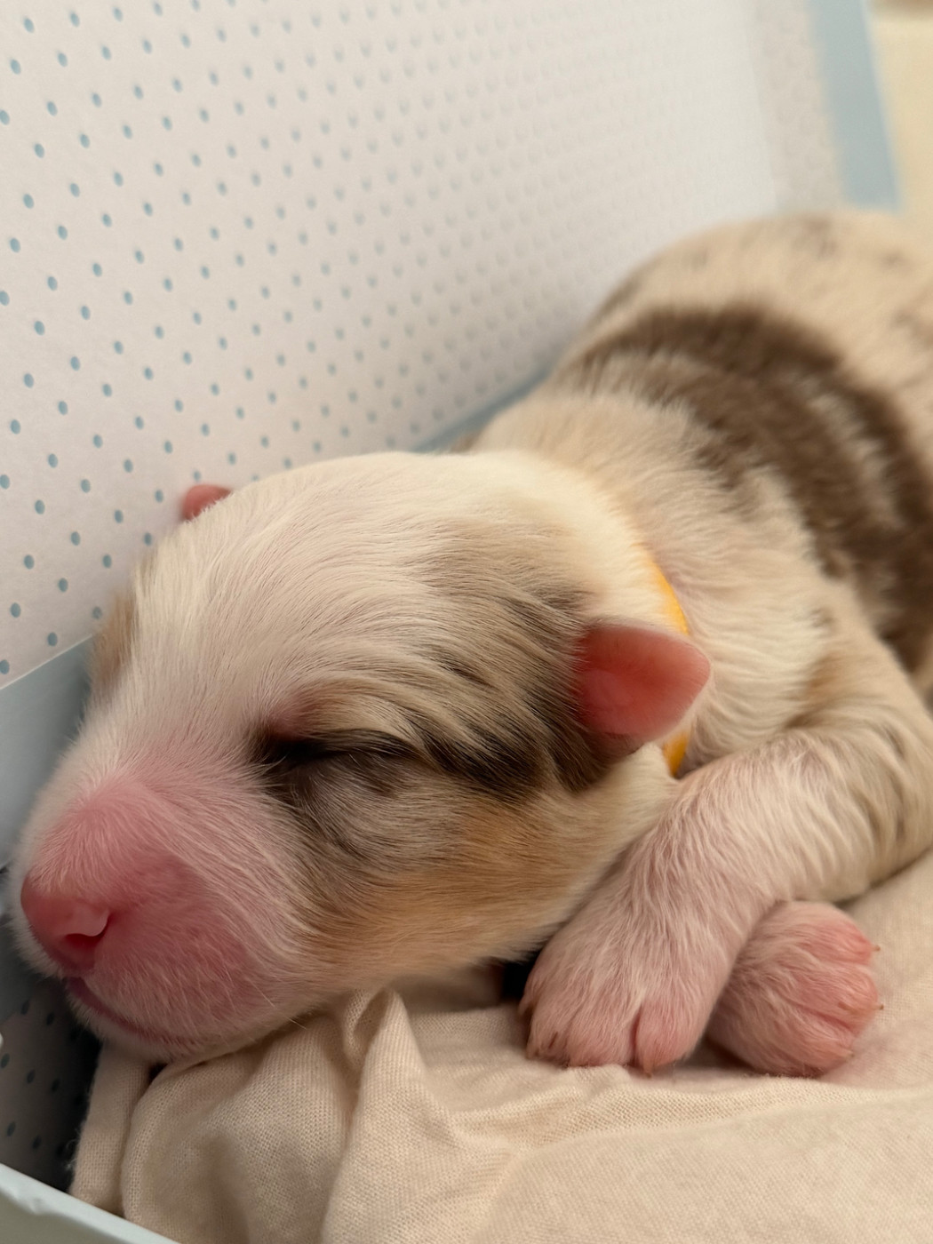 I Pasturelli Di L Anca Torta - Chiots disponibles - Berger Australien