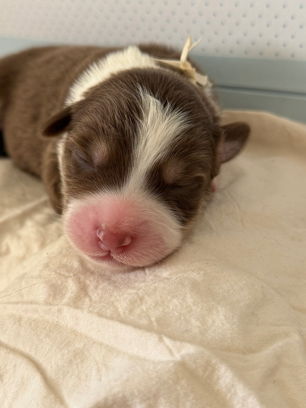 I Pasturelli Di L Anca Torta - Chiots disponibles - Berger Australien
