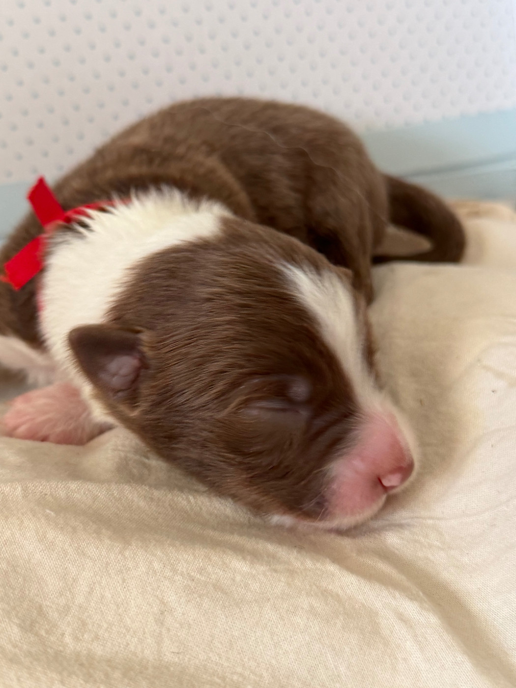 I Pasturelli Di L Anca Torta - Chiots disponibles - Berger Australien