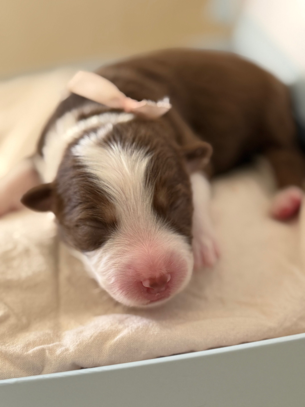 I Pasturelli Di L Anca Torta - Chiots disponibles - Berger Australien