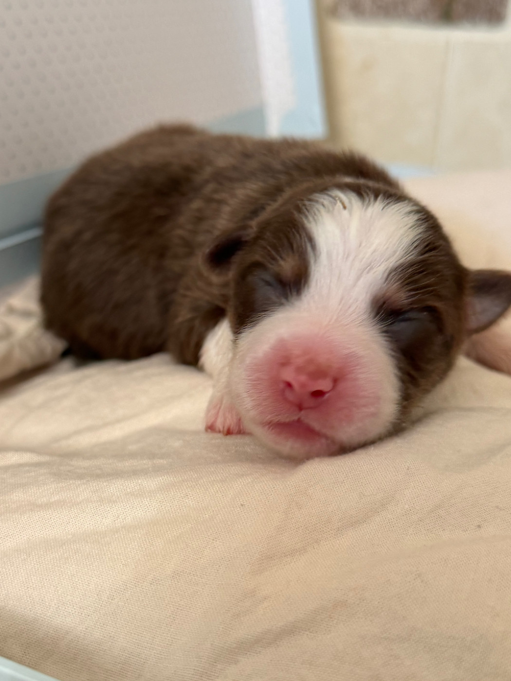 I Pasturelli Di L Anca Torta - Chiots disponibles - Berger Australien